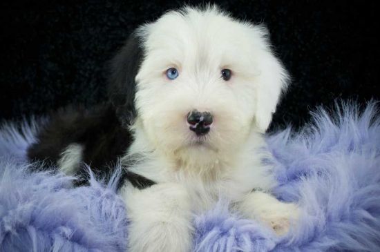 Bobtail Puppies Breed Information Pictures
