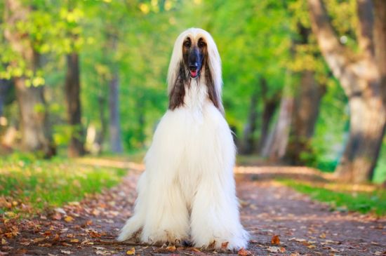 afghan hound cream picture