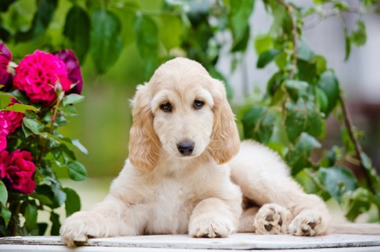 Afghan Hound dog