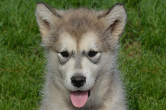 can a alaskan malamute live in tokelau