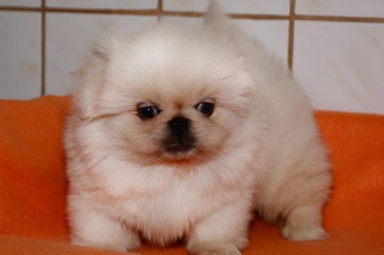 pekingese white puppy picture