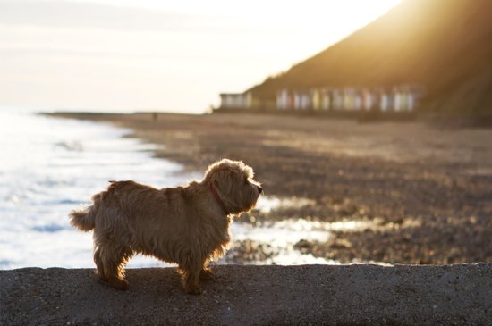 Terrier Norfolk