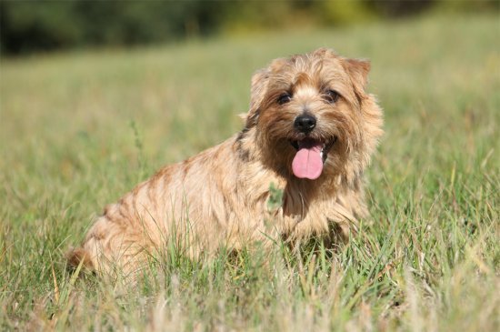 Norfolk Terrier Hund