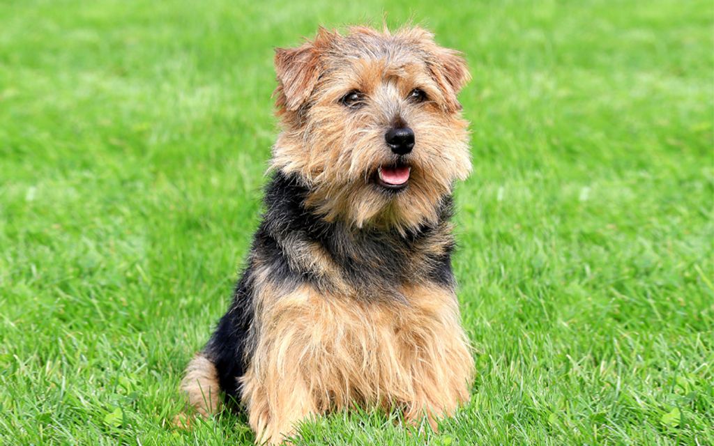 Norfolk Terrier Puppies Breed Information Pictures