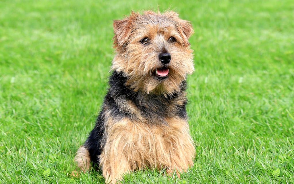 Terrier Norfolk perro