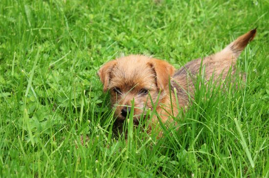 Norfolk Terrier dog