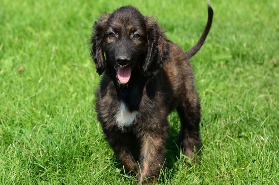afghan hound puppy brindle picture