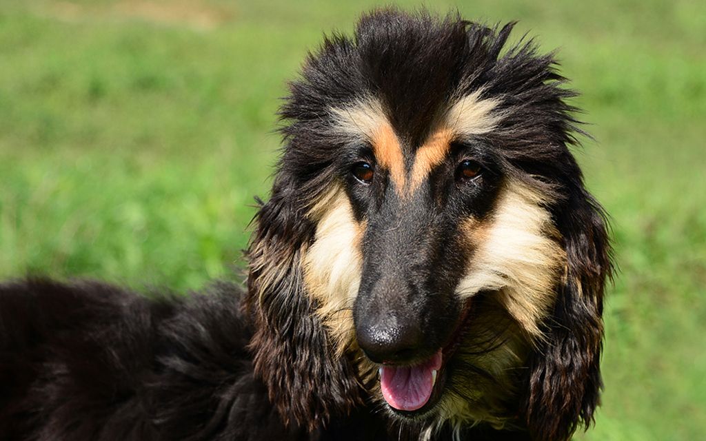 afghan hound black&tan picture