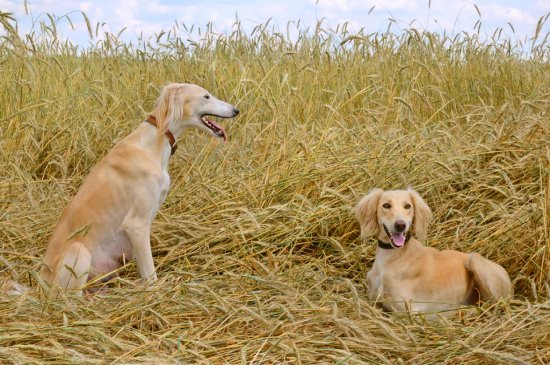 Borzoi perro