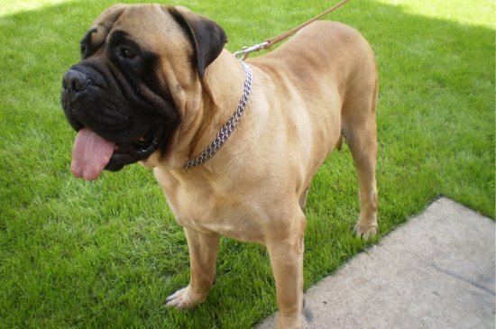 Bullmastiff dog