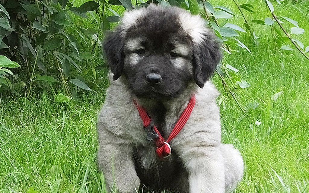 caucasian mountain dog gray puppy image