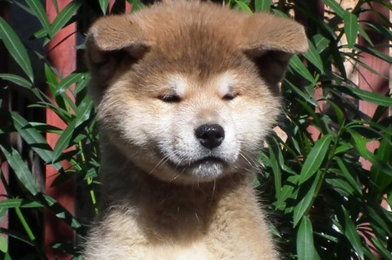 Akita Inu Hund