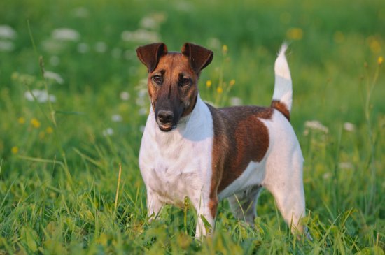 Fox Terrier dog