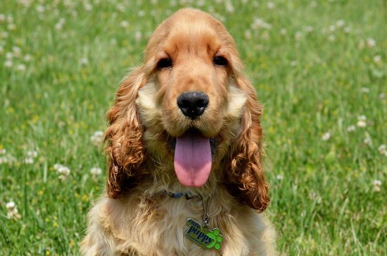 English Cocker Spaniel dog