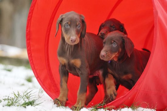 doberman red&tan puppies image