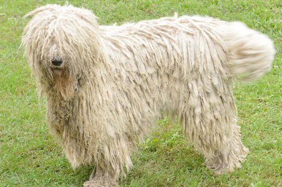 hungarian guard dog komondor