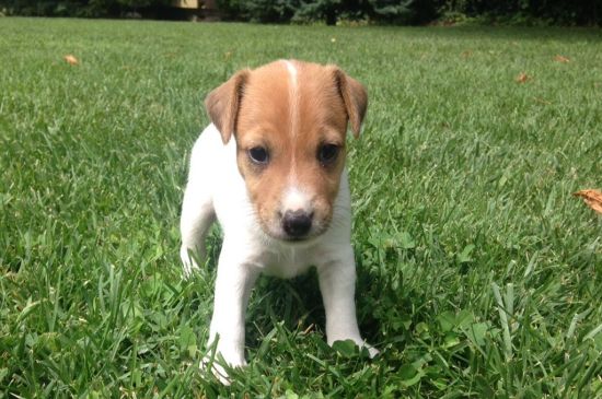 jack russel puppy image