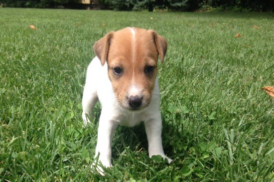 Jack-Russell-Terrier Hund