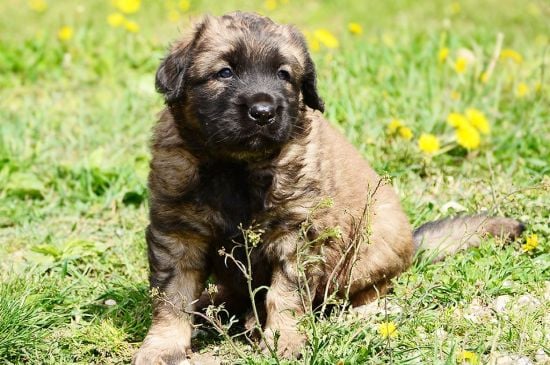 leonberger fawn puppy image