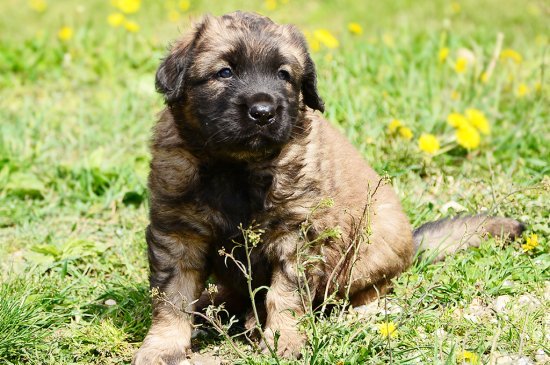 Leonberger dog