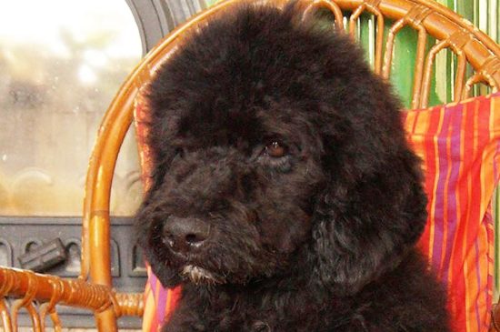 portuguese water dog black puppy image