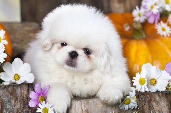 Pekingese dog