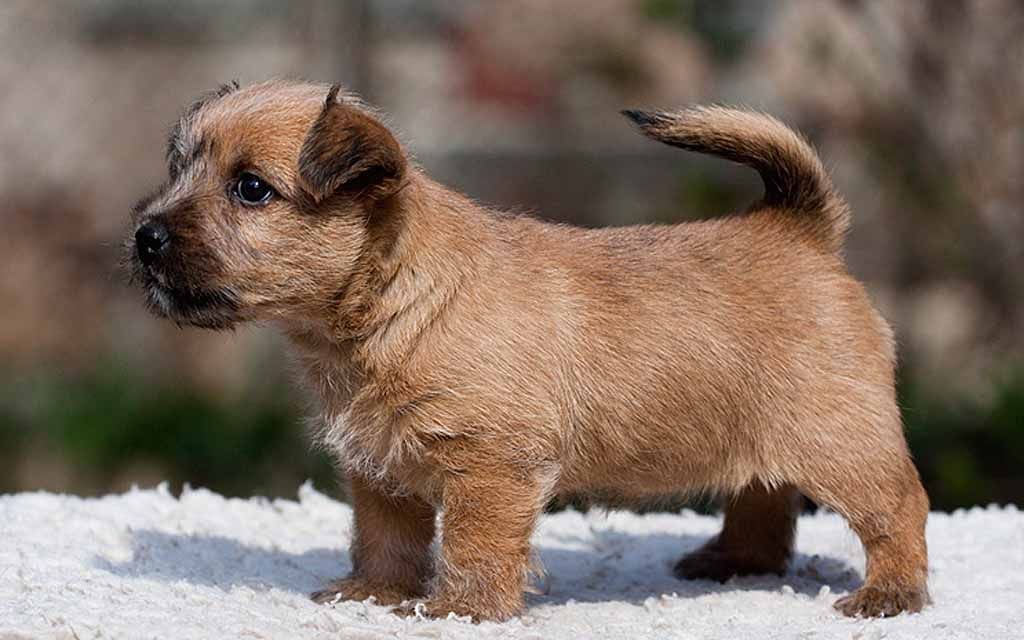 norwich terrier red puppy image