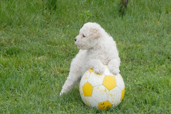 Puli perro