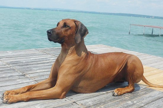 Rhodesian Ridgeback dog