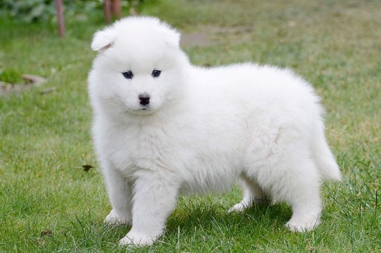 Samoyed dog