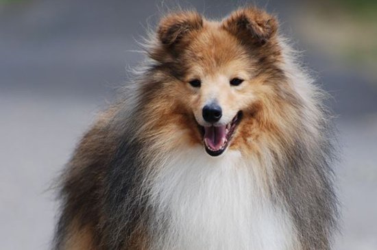 Sheltie Hund