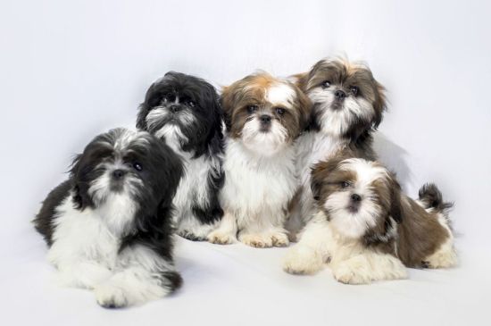 shih-tzu black&white liver&white puppies image