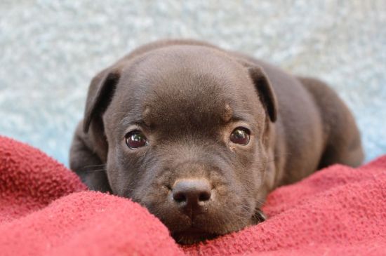 staffordshire bull terrier fawn puppy image
