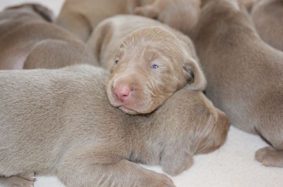 weimaraner grey puppies picture