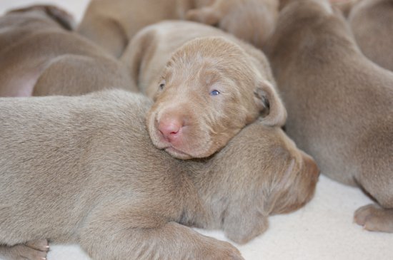 Weimaraner dog