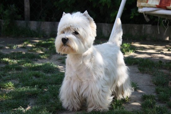 West Highland White Terrier dog