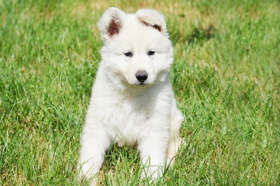 Berger Blanc Suisse Hund