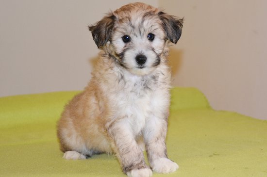 Chinese Crested perro