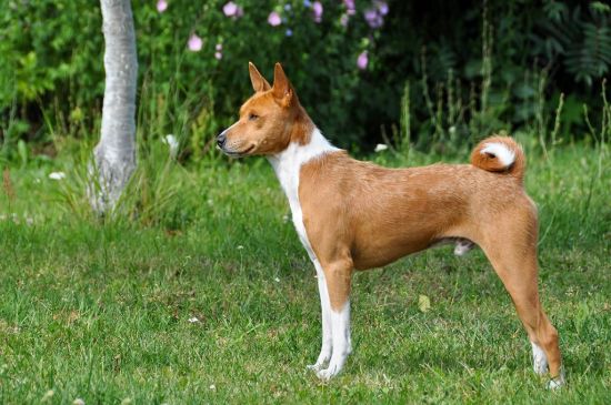 can a basenji live in netherlands