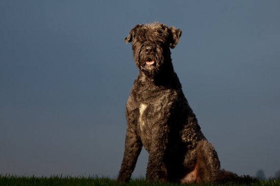 Bouvier des Flandres Hund