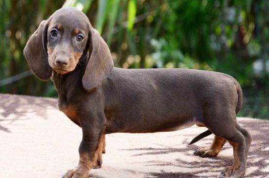 dachshund chocolate & tan puppy image
