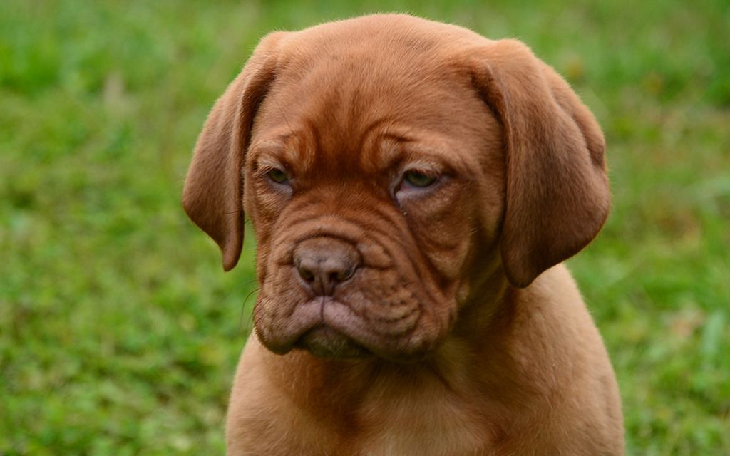 are french mastiffs protective