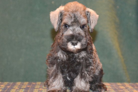 Schnauzer Miniatura perro