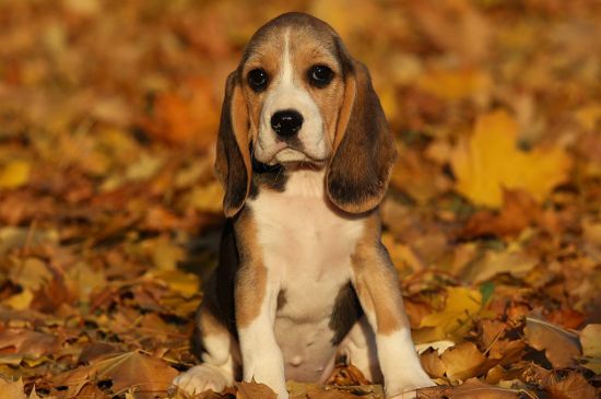 beagle classic tri puppy image