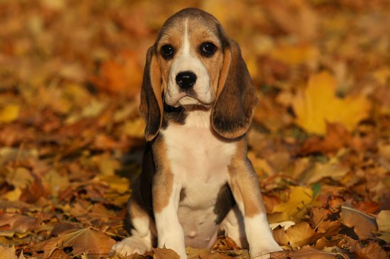 Beagle Hund