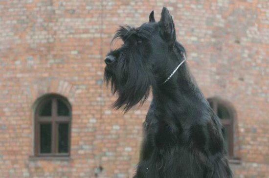 Standard Schnauzer dog