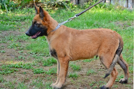 Malinois Hund