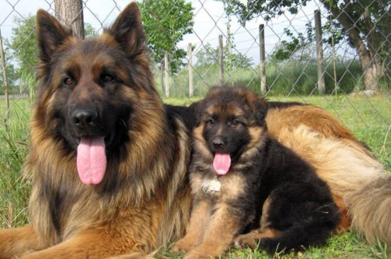 German Shepherd Dog dog