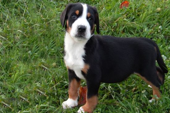 greater swiss mountain dog black and tan puppy image