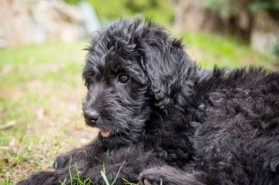 labradoodle black puppy image